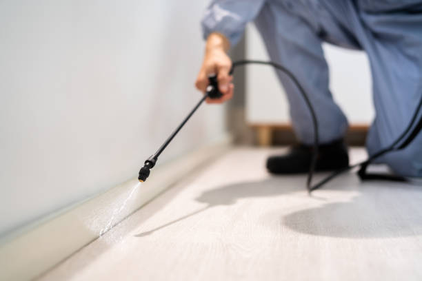 Wasp Removal Services in Navarre, OH