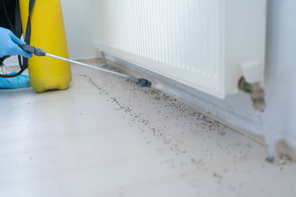 Best Wasp Removal Services  in Navarre, OH